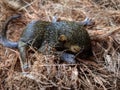 Baby squirrel sleeps in its nest Royalty Free Stock Photo