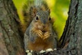 Baby Squirrel Royalty Free Stock Photo