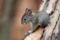 baby squirrel climbing tree trunk, its bushy tail visible Royalty Free Stock Photo