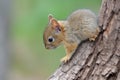 baby squirrel climbing tree trunk, its bushy tail visible Royalty Free Stock Photo