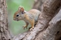 baby squirrel climbing tree trunk, its bushy tail visible Royalty Free Stock Photo