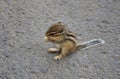 Baby Squirrel Eating Royalty Free Stock Photo