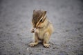 Baby Squirrel Eating