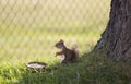 Baby squirrel Eating Royalty Free Stock Photo