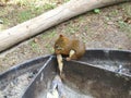 Baby Squirrel eating banana while camping
