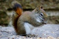 Baby Squirrel Royalty Free Stock Photo