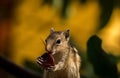 Baby Squirrel Eating Fruit. Cute Indian Palm Squirrel Stock Images Royalty Free Stock Photo