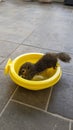 baby squirrel eating from a large yellow feeder Royalty Free Stock Photo