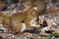 Baby Squirrel Eating Seeds Royalty Free Stock Photo