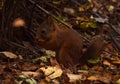 Baby squirrel eats nut in autumn forest Royalty Free Stock Photo