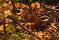 Baby squirrel eats nut in autumn forest Royalty Free Stock Photo
