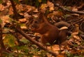 Baby squirrel eats nut in autumn forest Royalty Free Stock Photo