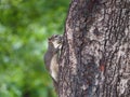 Baby squirrel escape to the tree. Royalty Free Stock Photo