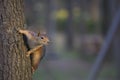 Baby Squirrel Royalty Free Stock Photo