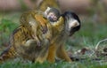 Baby squirrel monkey asleep on mothers back Royalty Free Stock Photo