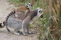 Baby squirrel monkey Royalty Free Stock Photo