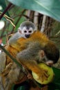 Baby squirrel monkey leaning on a parent monkey while it eats Royalty Free Stock Photo