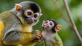 Baby Squirrel Monkey and Mother Watching Royalty Free Stock Photo