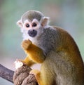 Baby Squirrel Monkey Saimiri Eating Popcorn ! Royalty Free Stock Photo