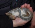Baby squirrel napping
