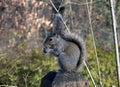 Baby squirrel with rail over head Royalty Free Stock Photo