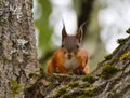 Baby squirrel Royalty Free Stock Photo