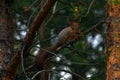 Baby squirrel sits on the pine tree Royalty Free Stock Photo