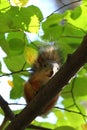 Baby squirrel on a tree Royalty Free Stock Photo