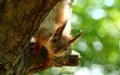 Baby squirrel on a tree Royalty Free Stock Photo