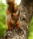 Baby squirrel on a tree Royalty Free Stock Photo