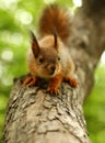 Baby squirrel on a tree Royalty Free Stock Photo