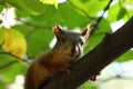 Baby squirrel on a tree Royalty Free Stock Photo