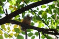Baby squirrel on a tree Royalty Free Stock Photo