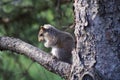 Baby Squirrel In The Tree Royalty Free Stock Photo