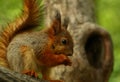 Baby squirrel on a tree Royalty Free Stock Photo