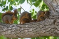 Baby Squirrels in a Tree