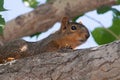 Baby Squirrel in a Tree Royalty Free Stock Photo