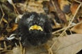 Baby starlings bird falling from nest on ground in garden