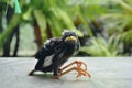 Baby starlings bird falling from nest on tile floor Royalty Free Stock Photo