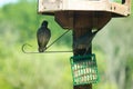 Baby starlings competing for food