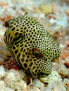 Baby Starry Puffer