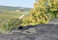 A baby step of the beetle on the hill in Tuscany Italy