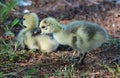 Ducklings Ducks Royalty Free Stock Photo