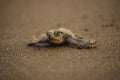 Baby Steps of newly Hatched Turtle in Indian Beach