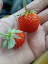 baby strawberries from garden