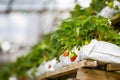 Baby strawberries growth in plantation Royalty Free Stock Photo