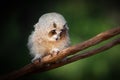 Baby Striped Owl - Bird of Prey Royalty Free Stock Photo