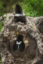 Baby Striped Skunk (Mephitis mephitis) Atop Log