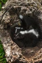 Baby Striped Skunk (Mephitis mephitis) Look Left in Log