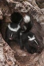 Baby Striped Skunks (Mephitis mephitis) Come Out of Log Royalty Free Stock Photo